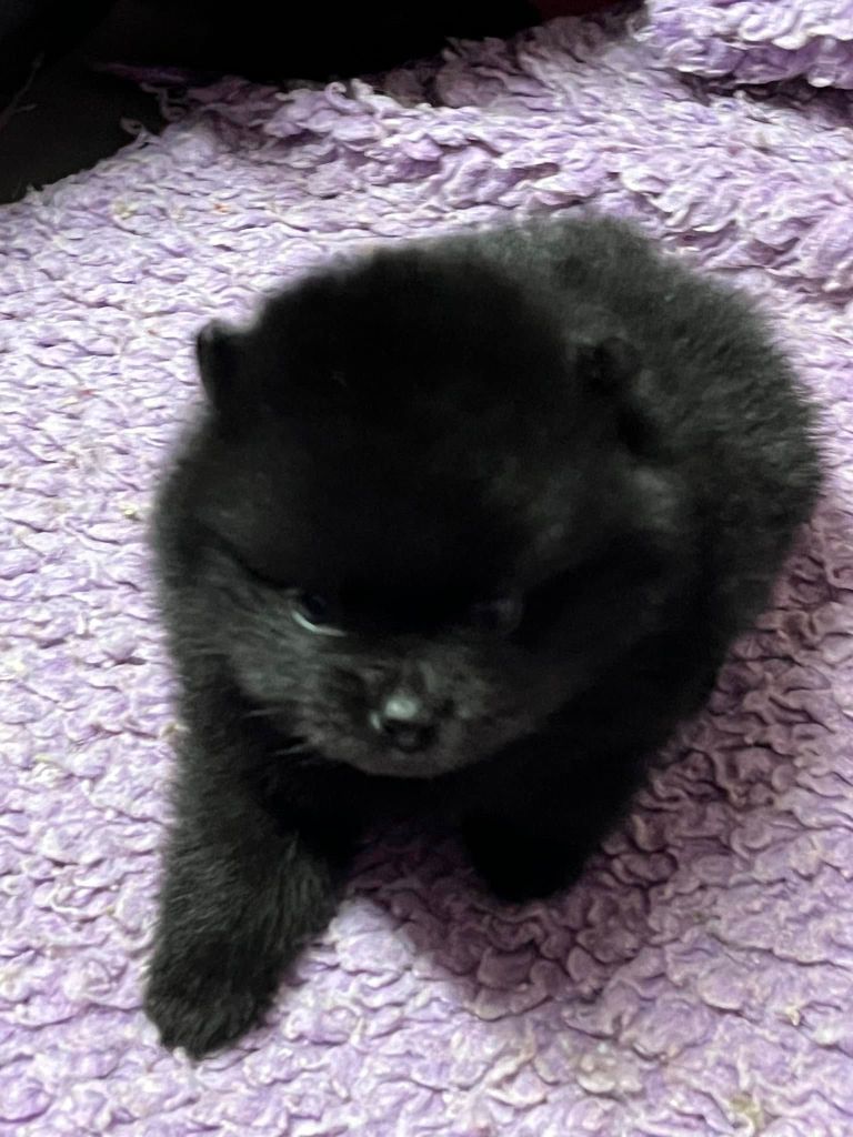 du Crystal Noir - Chiot disponible  - Spitz allemand