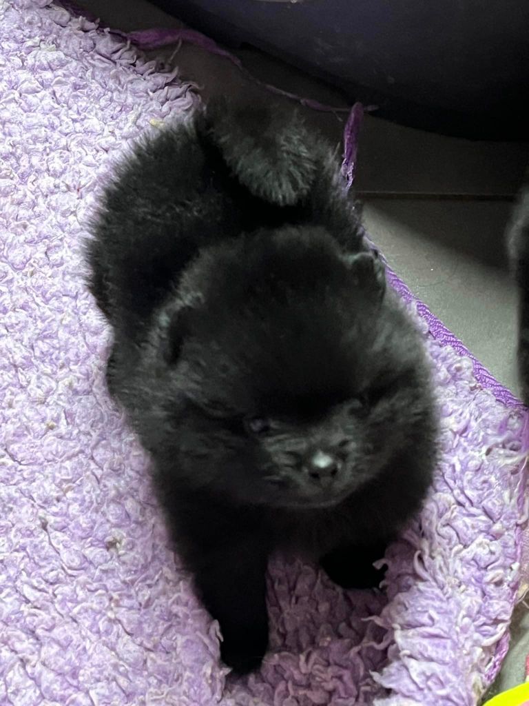 du Crystal Noir - Chiot disponible  - Spitz allemand