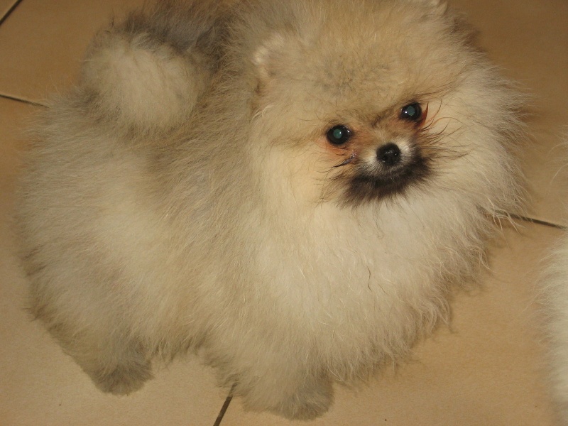 Clair de lune du Crystal Noir