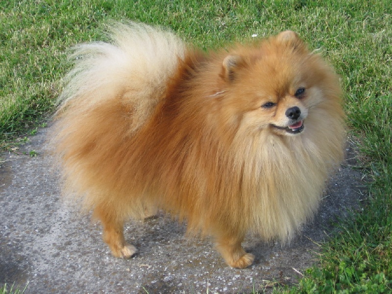 CH. Double ace du Crystal Noir