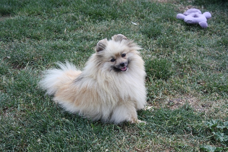 Escada charming du Crystal Noir