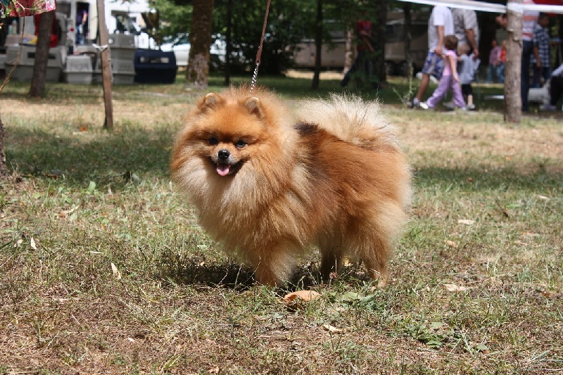 CH. Gatsby le magnifique du Crystal Noir