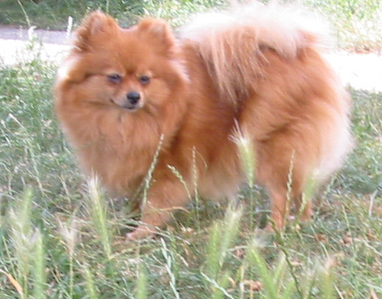 Bonnie du Crystal Noir