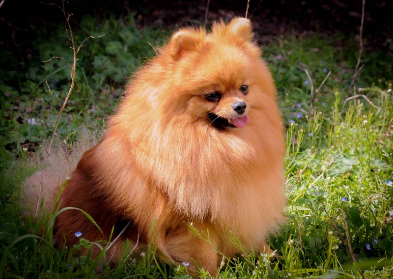 CH. Fleur-de-lys du Crystal Noir