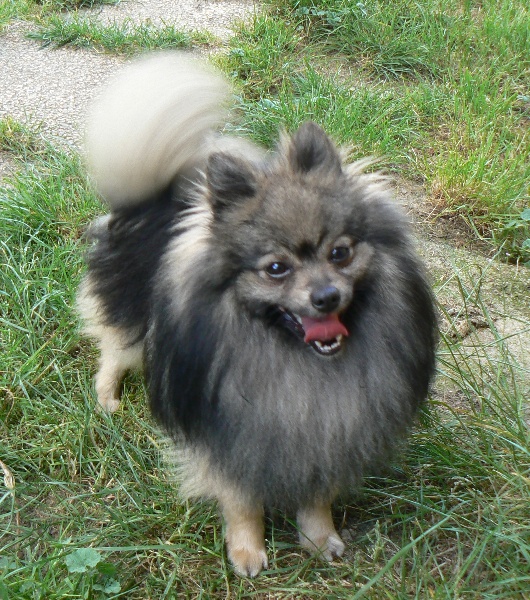 CH. Hiro wolf du Crystal Noir