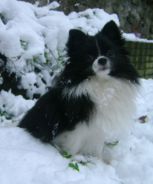 Isadora party panda du Crystal Noir