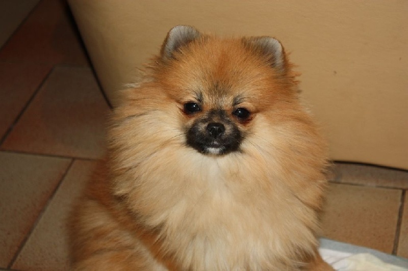 Izzy gold du Crystal Noir