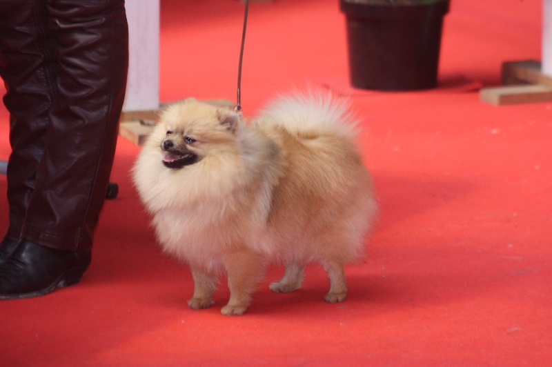 CH. Honey moon du Crystal Noir