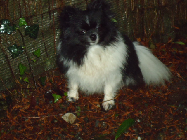 Harmonie lady du Crystal Noir