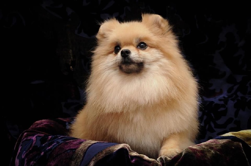 Hypnoze fatale du Crystal Noir