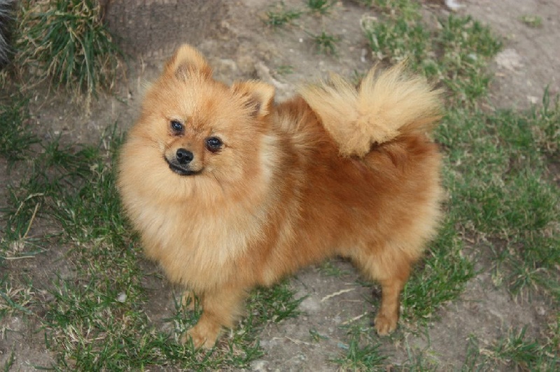 Ixelle la belle du Crystal Noir