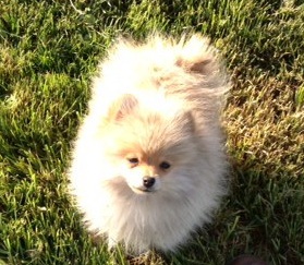 Lady million du Crystal Noir