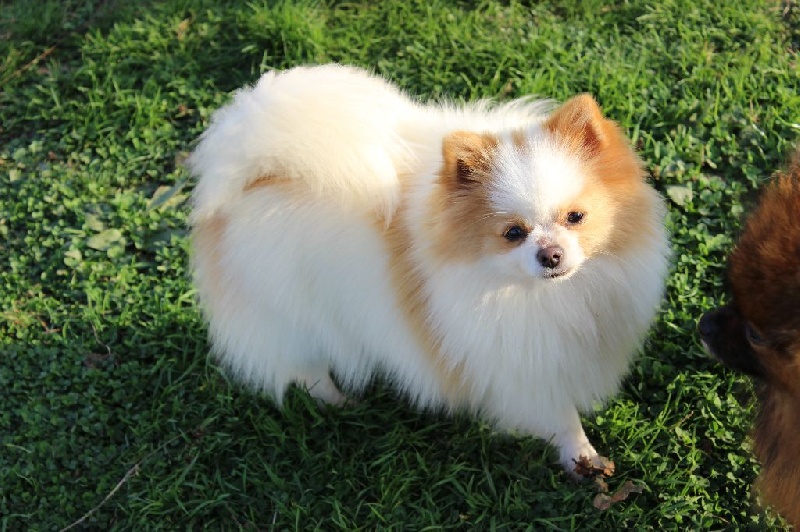 Milk shake du Crystal Noir