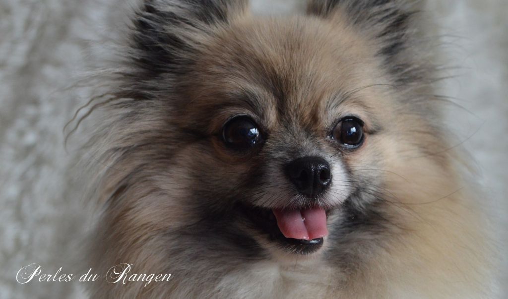 I'am miss grey party du Crystal Noir