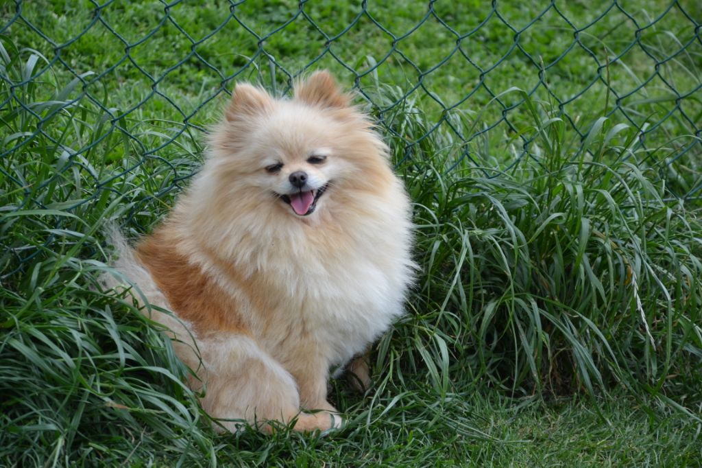 Jackye du Crystal Noir