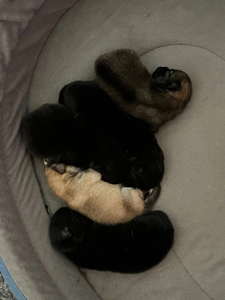 du Crystal Noir - Chiots disponibles - Spitz allemand